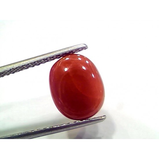4.99 Ct 8.31 Ratti Natural Italian Red Coral Moonga Gemstone
